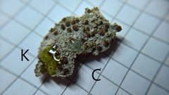 Lecanora argentata