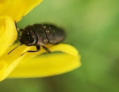 Anthaxia quadripunctata