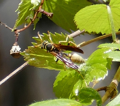 Mischocyttarus navajo