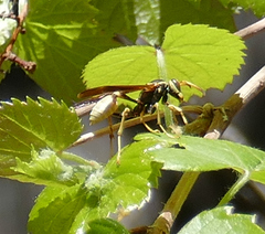 Mischocyttarus navajo