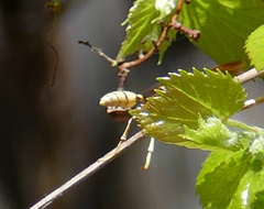 Mischocyttarus navajo