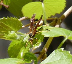 Mischocyttarus navajo