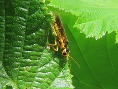 Pamphilius marginatus