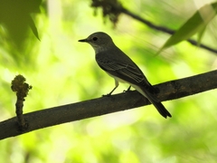 Muscicapa striata