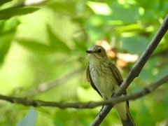 Muscicapa striata