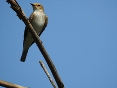 Muscicapa striata