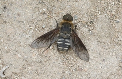 Chrysanthrax vanus