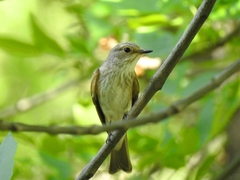 Muscicapa striata