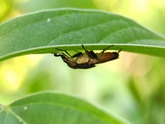 Idiella