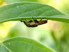 Idiella
