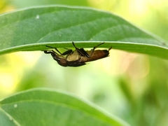 Idiella
