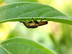 Idiella