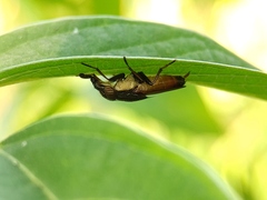 Idiella