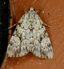 Catocala amica