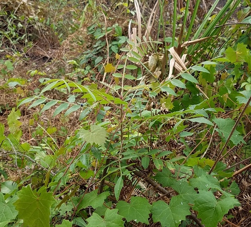 Rhus copallina image