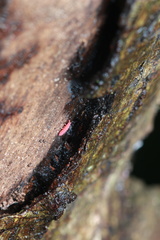 Bilobella