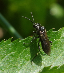 Macrophya albicincta