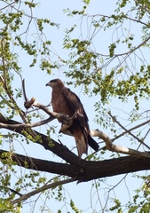 Milvus migrans