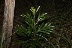 Grevillea baileyana