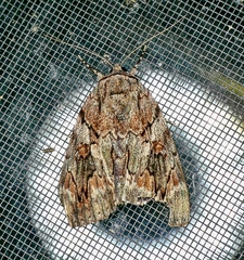 Catocala agrippina