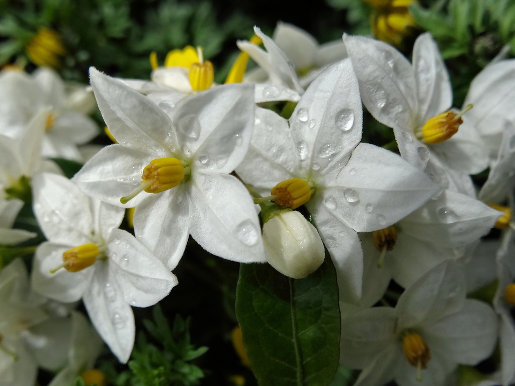 Jasmine Nightshade (Solanum jasminoides)  iNaturalist