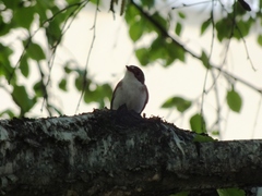 Ficedula hypoleuca