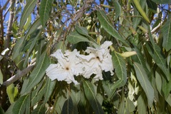 Stereospermum variabile