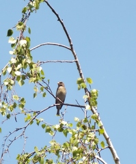 Chloris chloris