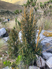 Miconia salicifolia