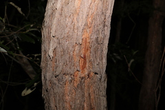 Corymbia gummifera