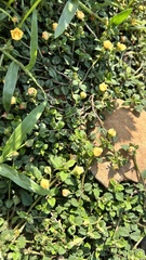 Sida rhombifolia insularis