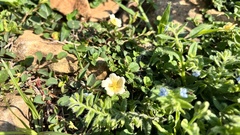 Sida rhombifolia insularis