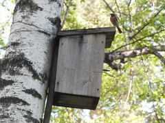 Phoenicurus phoenicurus