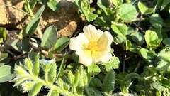 Sida rhombifolia insularis