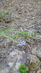 Sisyrinchium montanum