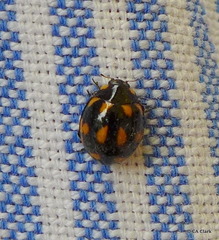 Coccinella leonina
