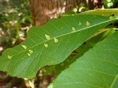 Phylloxera caryaefallax
