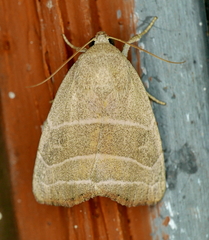 Bagisara rectifascia