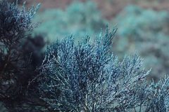 Callitris endlicheri