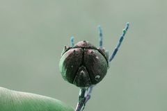 Callitris endlicheri