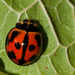 Variable Ladybird Beetle - Photo (c) Mark Yokoyama, some rights reserved (CC BY-NC-ND)