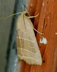 Bagisara rectifascia