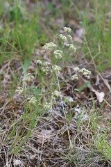 Trinia glauca
