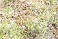 Trinia glauca
