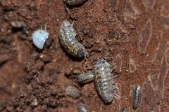Armadillidium pictum