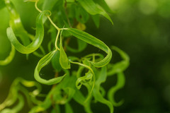 Salix babylonica tortuosa