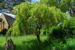 Salix babylonica tortuosa