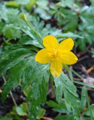 Anemonoides ranunculoides