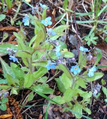 Myosotis sylvatica