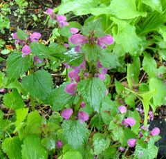 Lamium maculatum